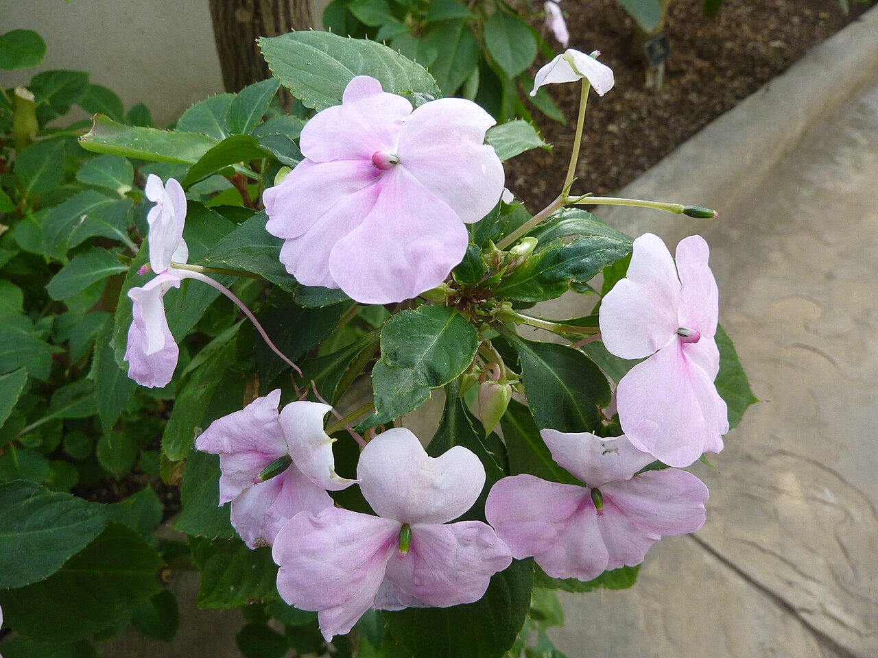 Seychelles bizzie lizzie: species of plant
