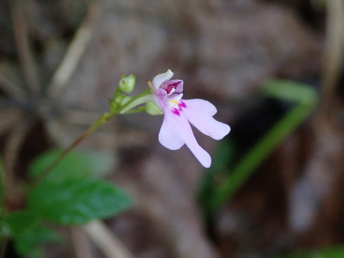 Impatiens goughii (Impatiens goughii)