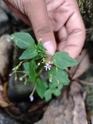 Impatiens goughii (Impatiens goughii)