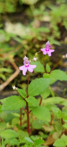 Impatiens goughii (Impatiens goughii)