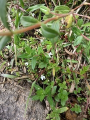 Impatiens goughii (Impatiens goughii)