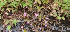 Impatiens goughii (Impatiens goughii)