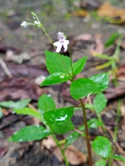 Impatiens goughii (Impatiens goughii)