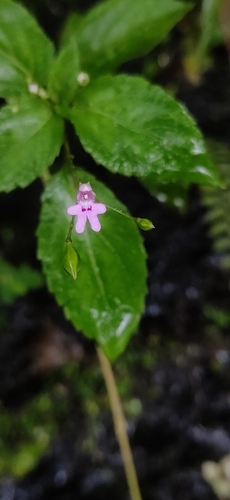 Impatiens goughii (Impatiens goughii)