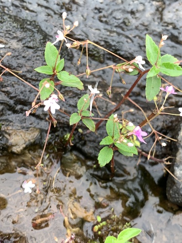 Impatiens goughii (Impatiens goughii)