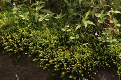 Impatiens goughii (Impatiens goughii)