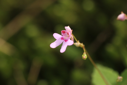 Impatiens goughii (Impatiens goughii)