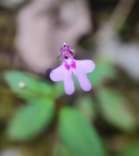 Impatiens goughii (Impatiens goughii)
