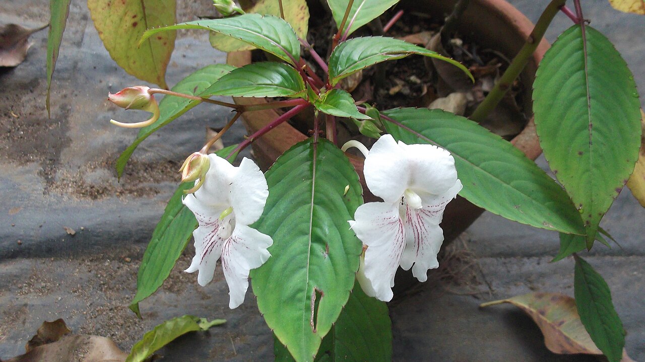 Impatiens grandis: Balsaminaceae-flowers white with pink lines.