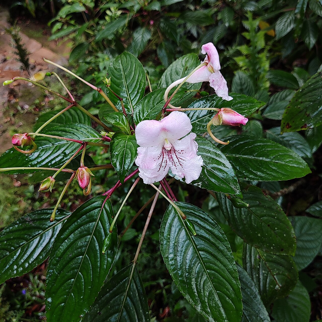 Impatiens grandis: Impatiens grandis, semi cultivation, Wayanad