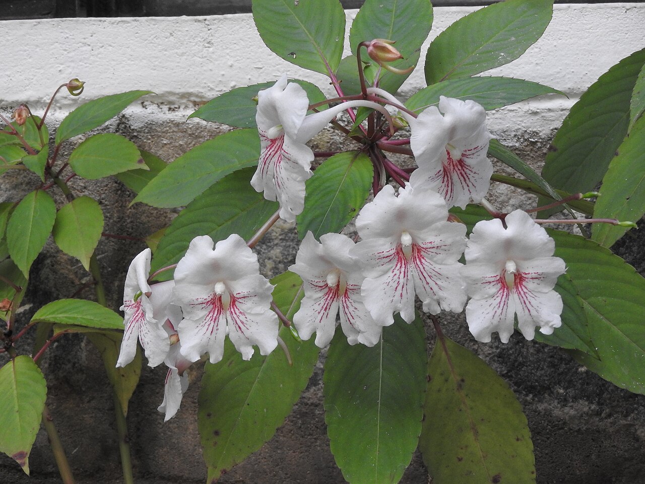 Impatiens grandis: Balsaminaceae-shrub,flowers whitish with red lines.