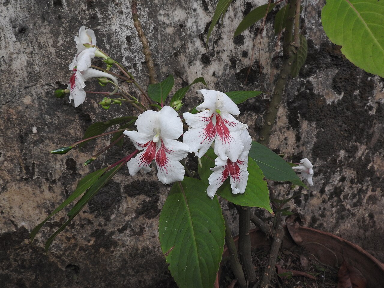 Impatiens grandis: Balsaminaceae-shrub,flowers white with bright red patches.