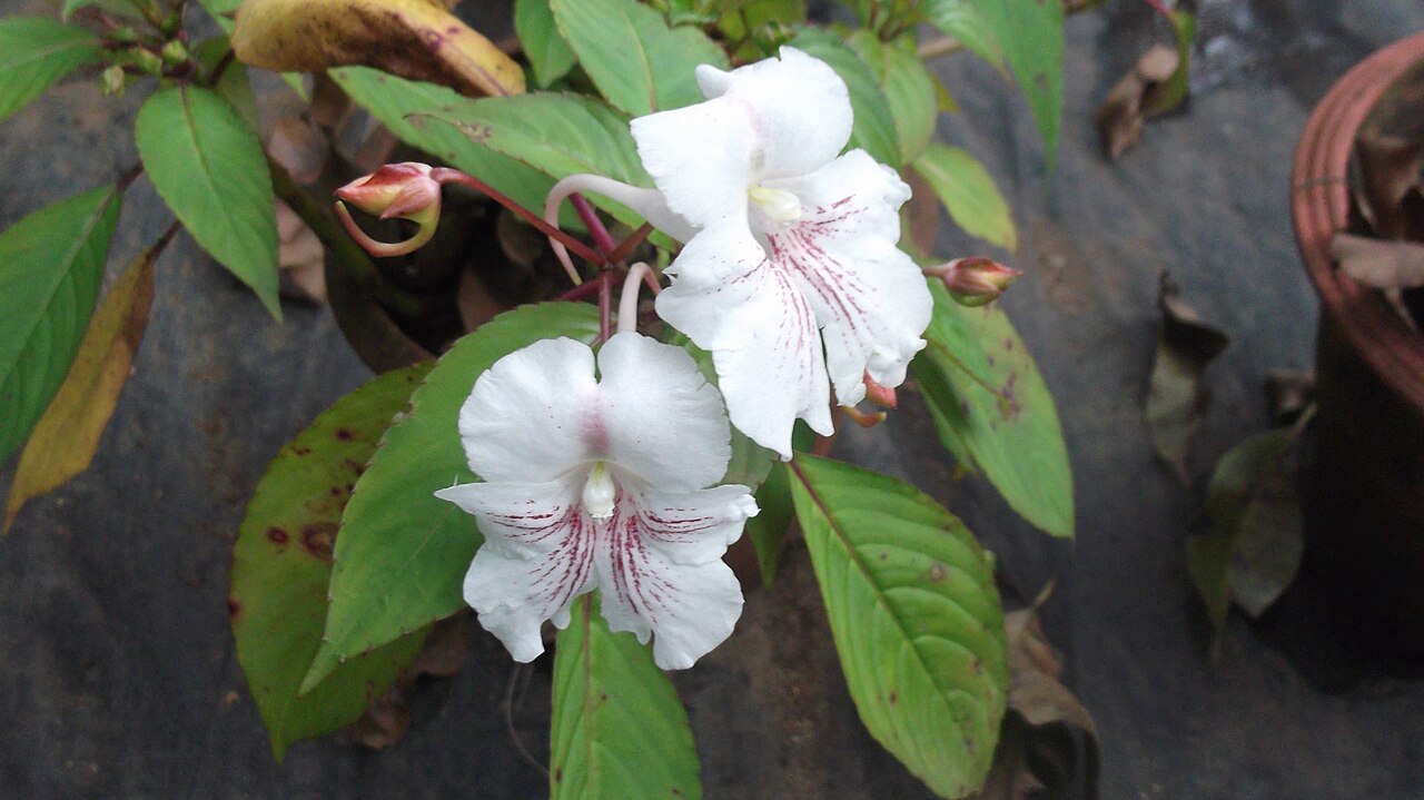 Impatiens grandis: Balsaminaceae-flowers white with pink lines.