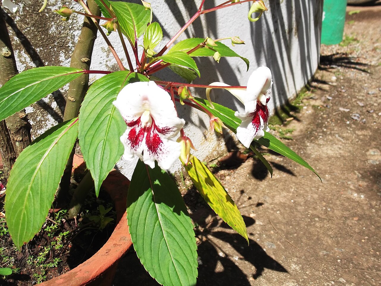 Impatiens grandis: A herb with large flower.