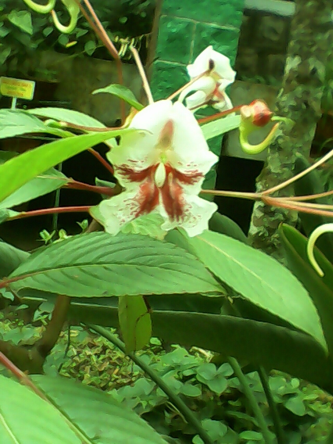 Impatiens grandis: Shrubs,large size flowers.Being rare plants