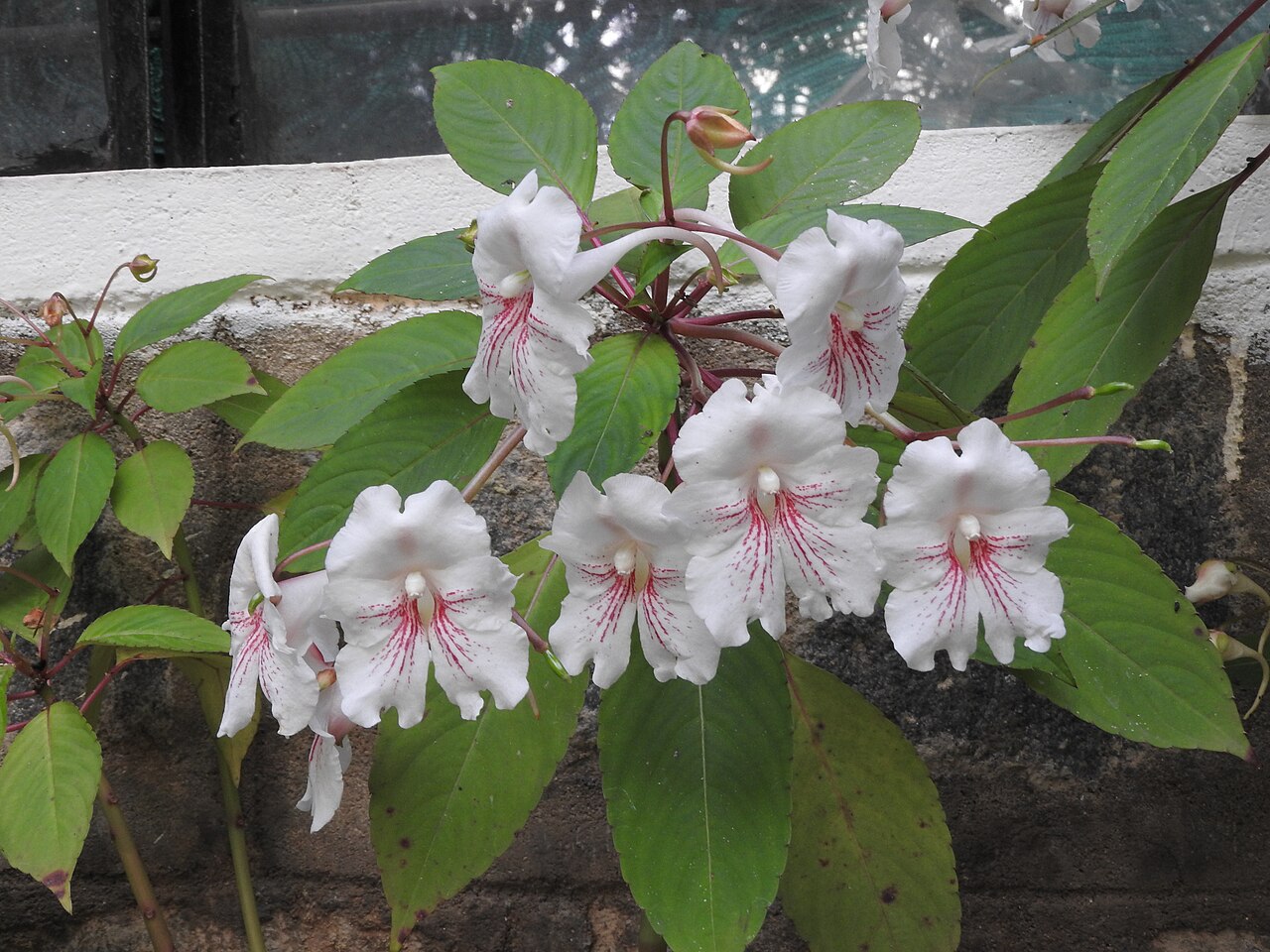 Impatiens grandis: Balsaminaceae-shrub,flowers whitish with red lines.