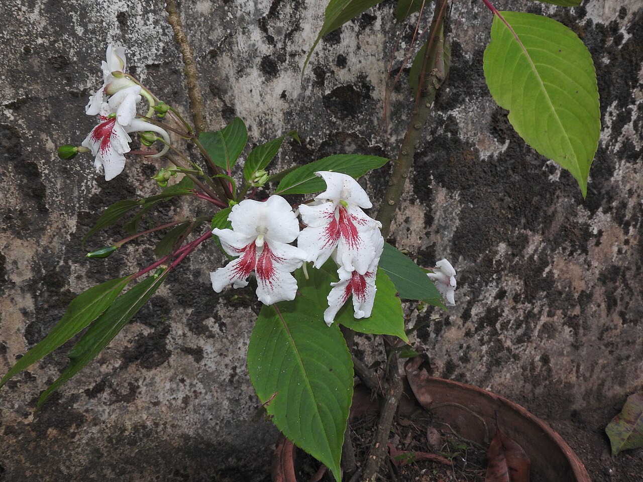 Impatiens grandis: Balsaminaceae-shrub,flowers white with bright red patches.