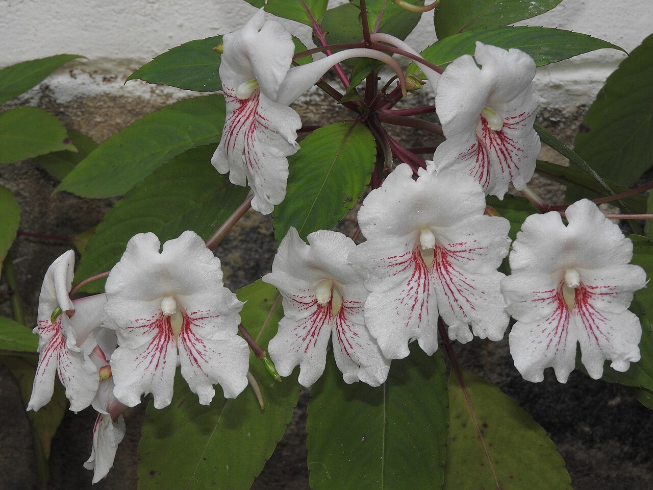 Impatiens grandis: Balsaminaceae-shrub,flowers whitish with red lines.