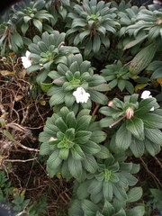 Impatiens henslowiana (Impatiens henslowiana)