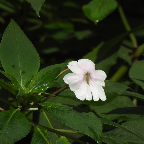 Impatiens henslowiana (Impatiens henslowiana)