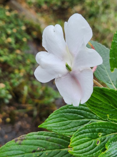Impatiens henslowiana (Impatiens henslowiana)