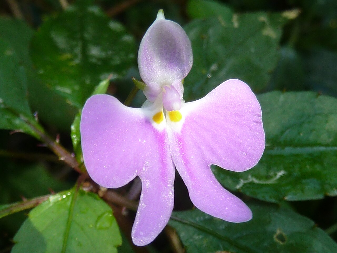 Impatiens hochstetteri: Flower of Impatiens hochstetteri in Krantzkloof Nature Reserve, KwaZulu-Natal