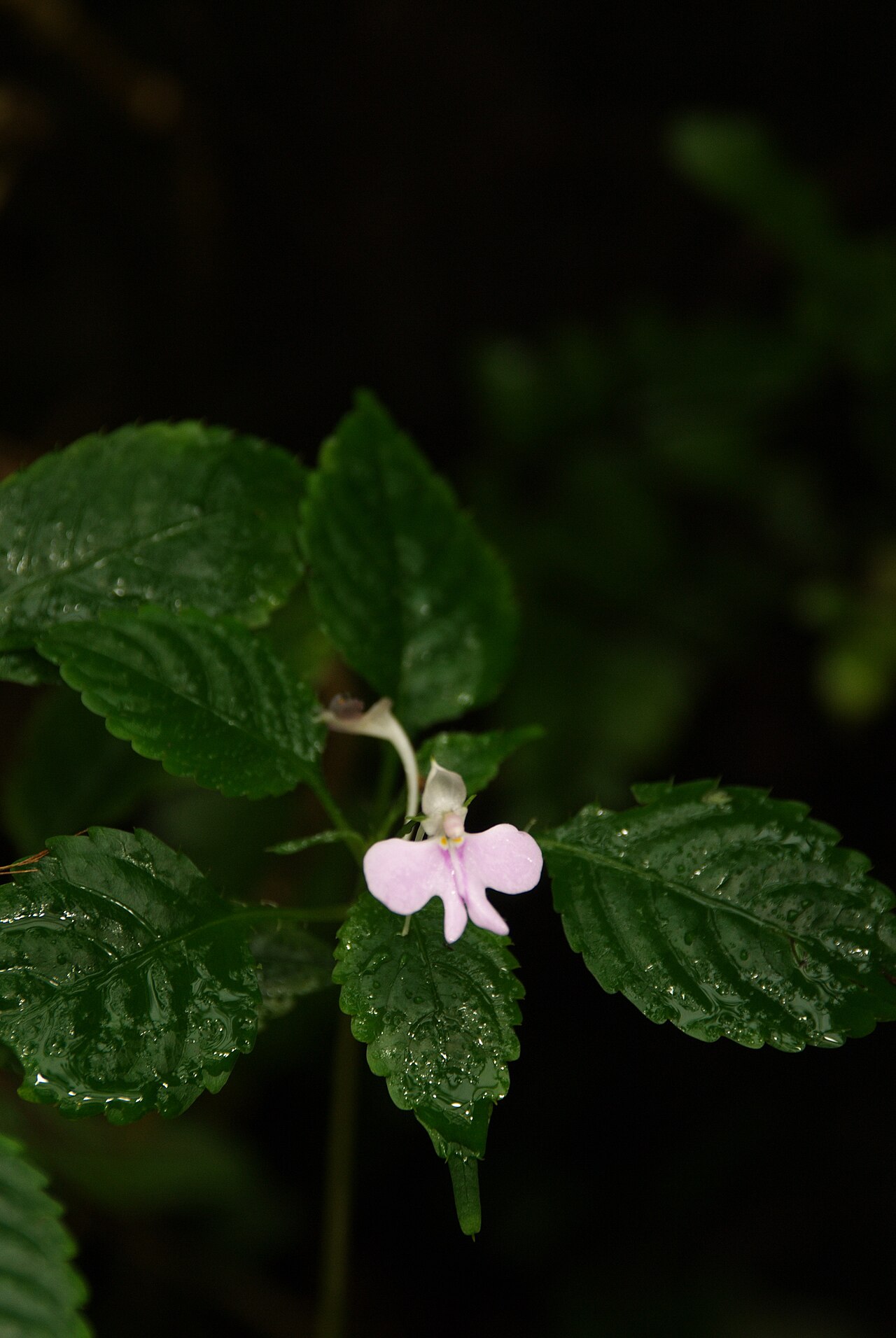 Impatiens hochstetteri: This photograph was taken on 15th December during an event in Fata Morgana Greenhouse, supported by Czech ' Mediagrant '.