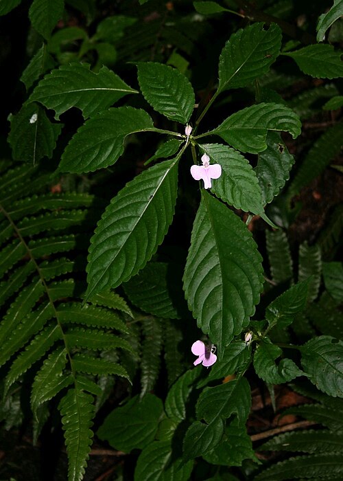 Impatiens hochstetteri: Impatiens hochstetteri subsp. hochstetteri , Balsaminengewächse (Balsaminaceae) – Südafrika/South Africa: Mpumalanga, Graskop Gorge S Graskop, ca. 1390 m