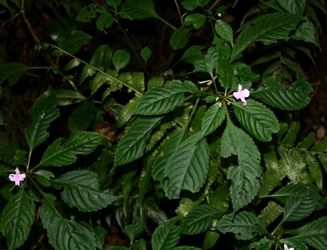 Impatiens hochstetteri: Impatiens hochstetteri subsp. hochstetteri , Balsaminengewächse (Balsaminaceae) – Südafrika/South Africa: Mpumalanga, Graskop Gorge S Graskop, ca. 1390 m