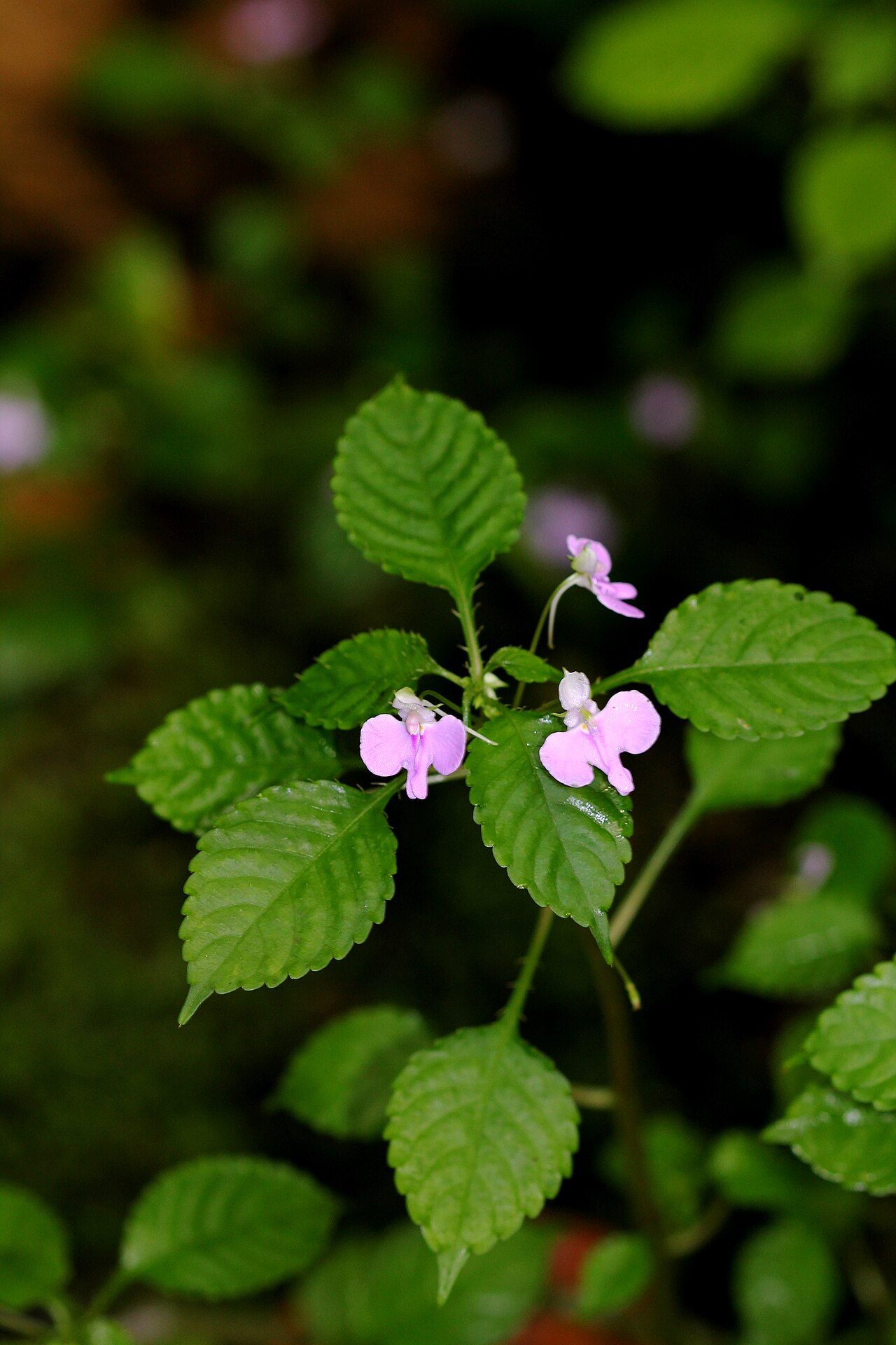Impatiens hochstetteri: Plant Impatiens hochstetteri in Fata Morgana Greenhouse , Prague , Troja