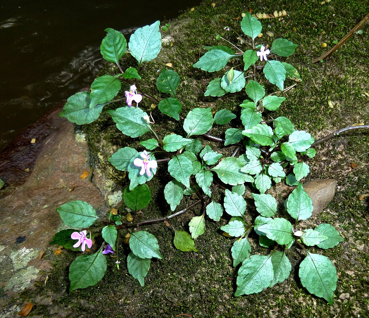 Impatiens hochstetteri: Impatiens hochstetteri in natural setting in Krantzkloof Nature Reserve