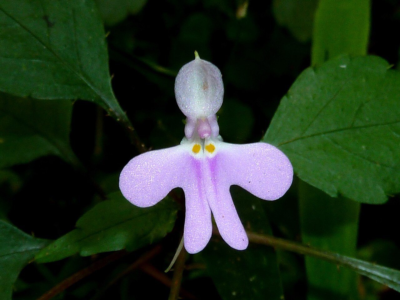 Impatiens hochstetteri: Flower of Impatiens hochstetteri in Krantzkloof Nature Reserve, KwaZulu-Natal