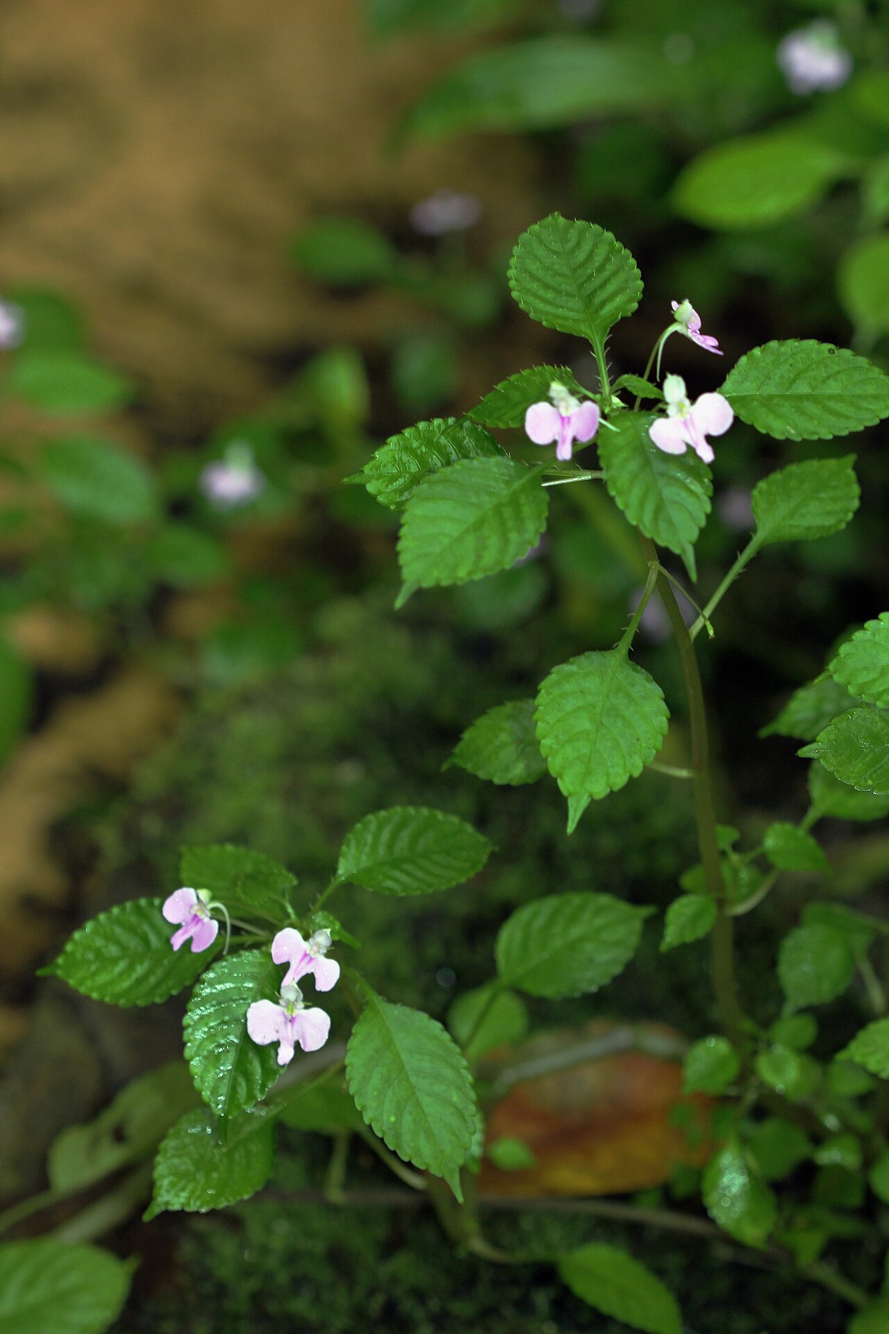 Impatiens hochstetteri: Plant Impatiens hochstetteri in Fata Morgana Greenhouse , Prague , Troja