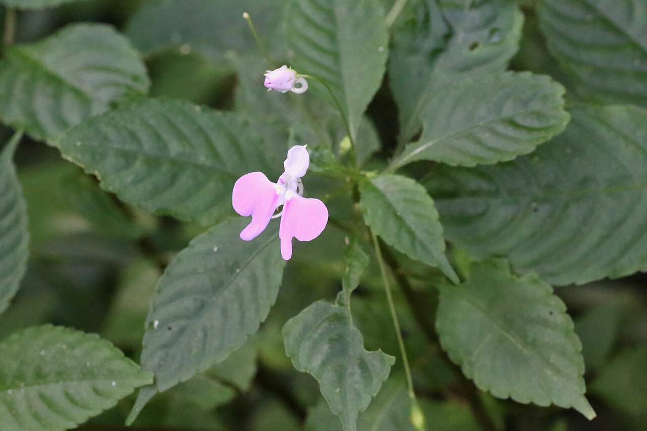 Impatiens hochstetteri: South Africa, Limpopo Province, Magoebaskloof, Woodbush Forest Reserve