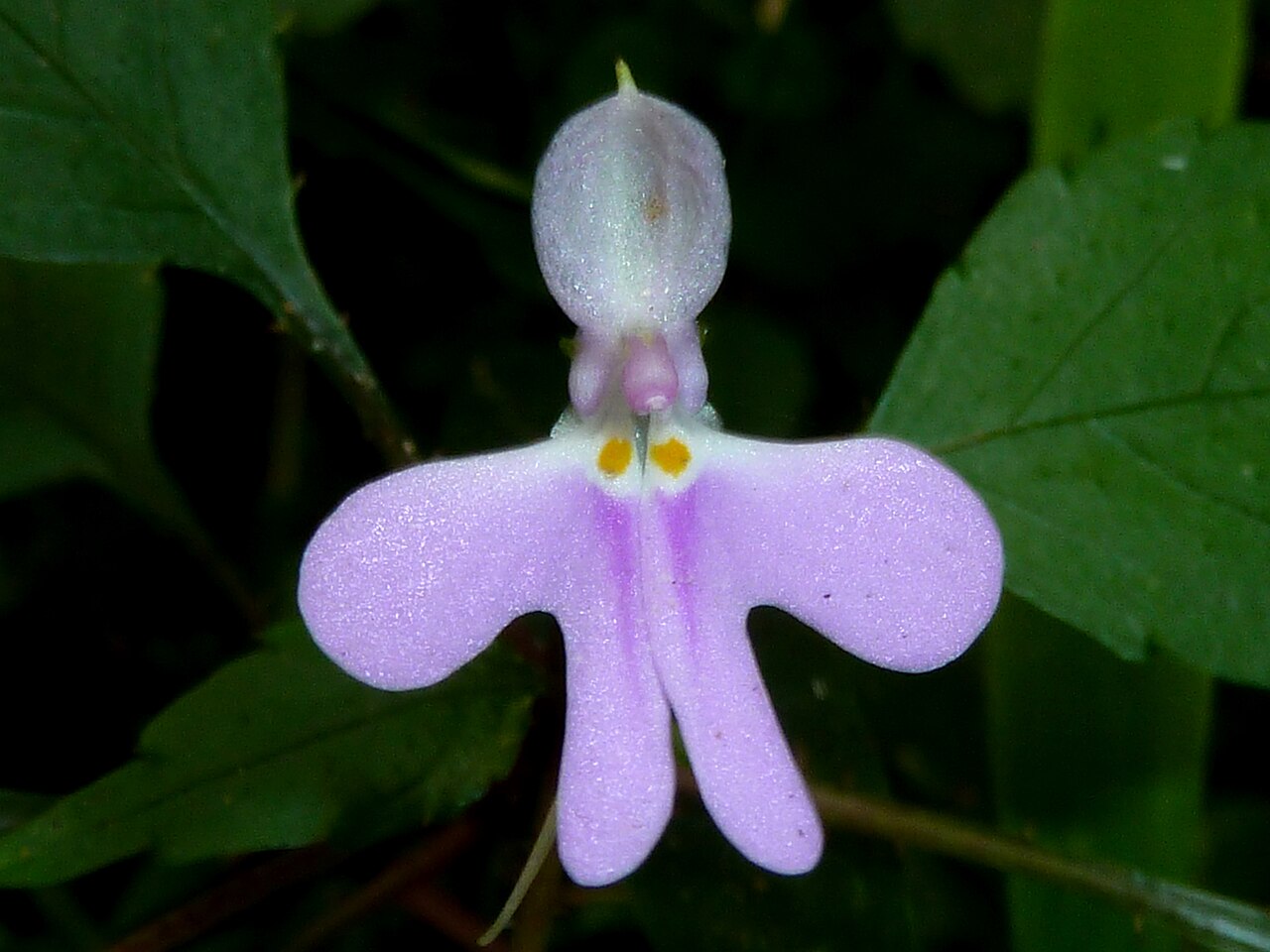 Impatiens hochstetteri: Flower of Impatiens hochstetteri in Krantzkloof Nature Reserve, KwaZulu-Natal