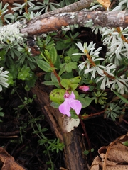 Impatiens hoehnelii (Impatiens hoehnelii)