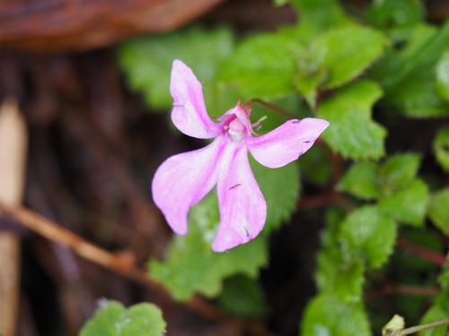 Impatiens hoehnelii (Impatiens hoehnelii)