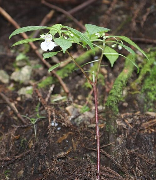 Impatiens hypophylla: Impatiens hypophylla in Takami Mountains, Nara Prefecture, Japan.