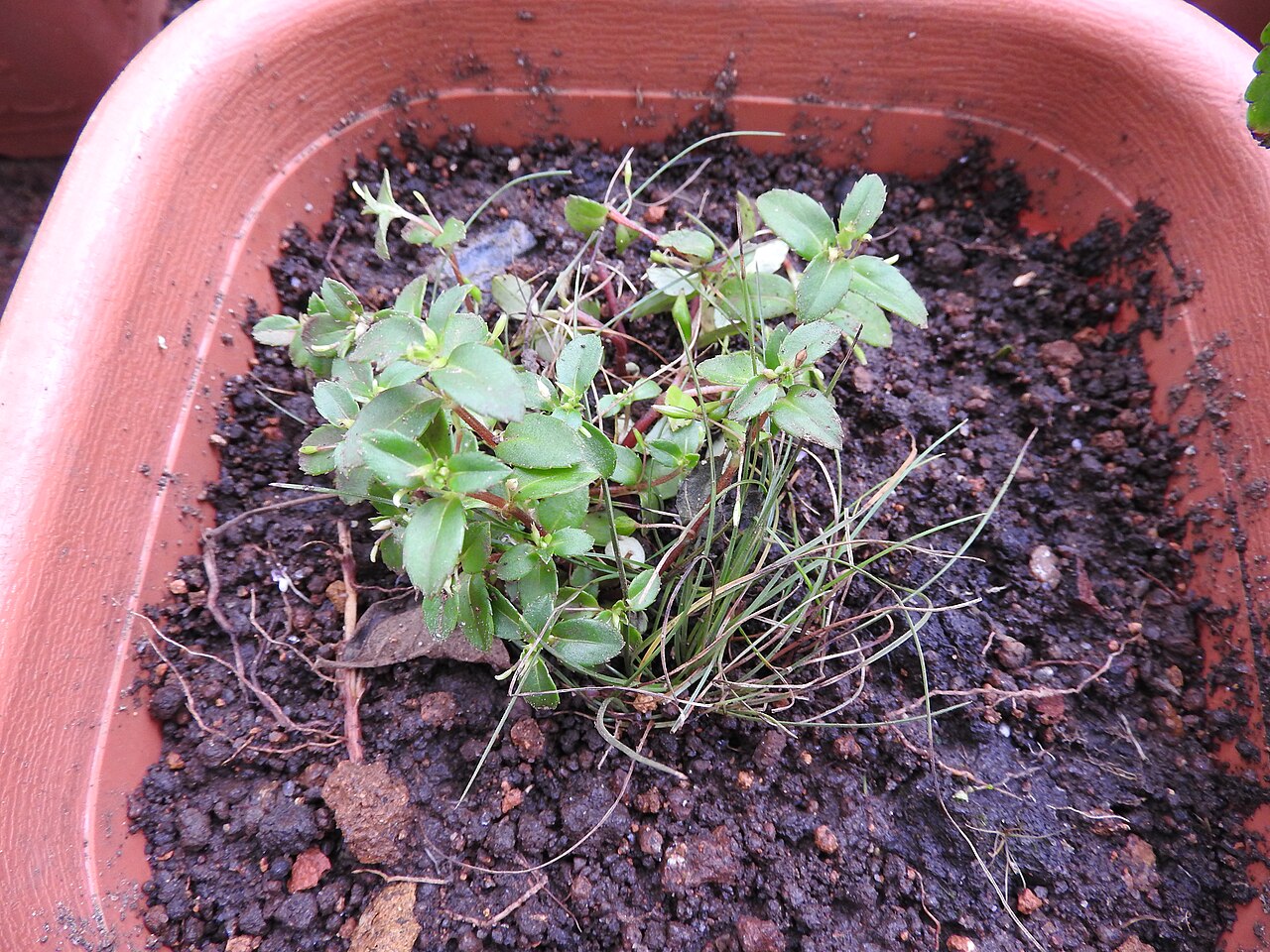 Impatiens inconspicua: Balsaminaceae-tiny balsam;herbs,flowers whitish,tinged with purple at the base.