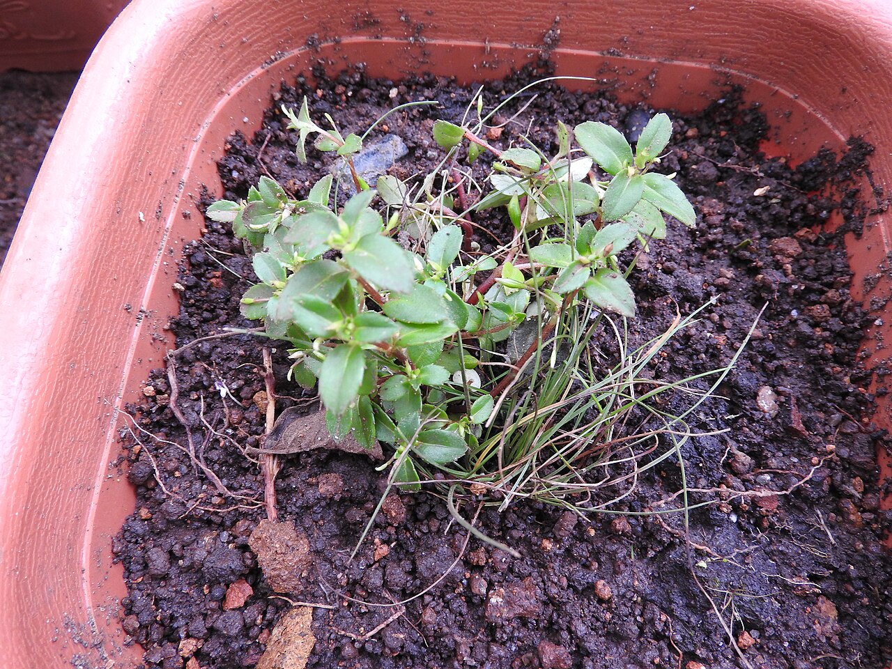 Impatiens inconspicua: Balsaminaceae-tiny balsam;herbs,flowers whitish,tinged with purple at the base.