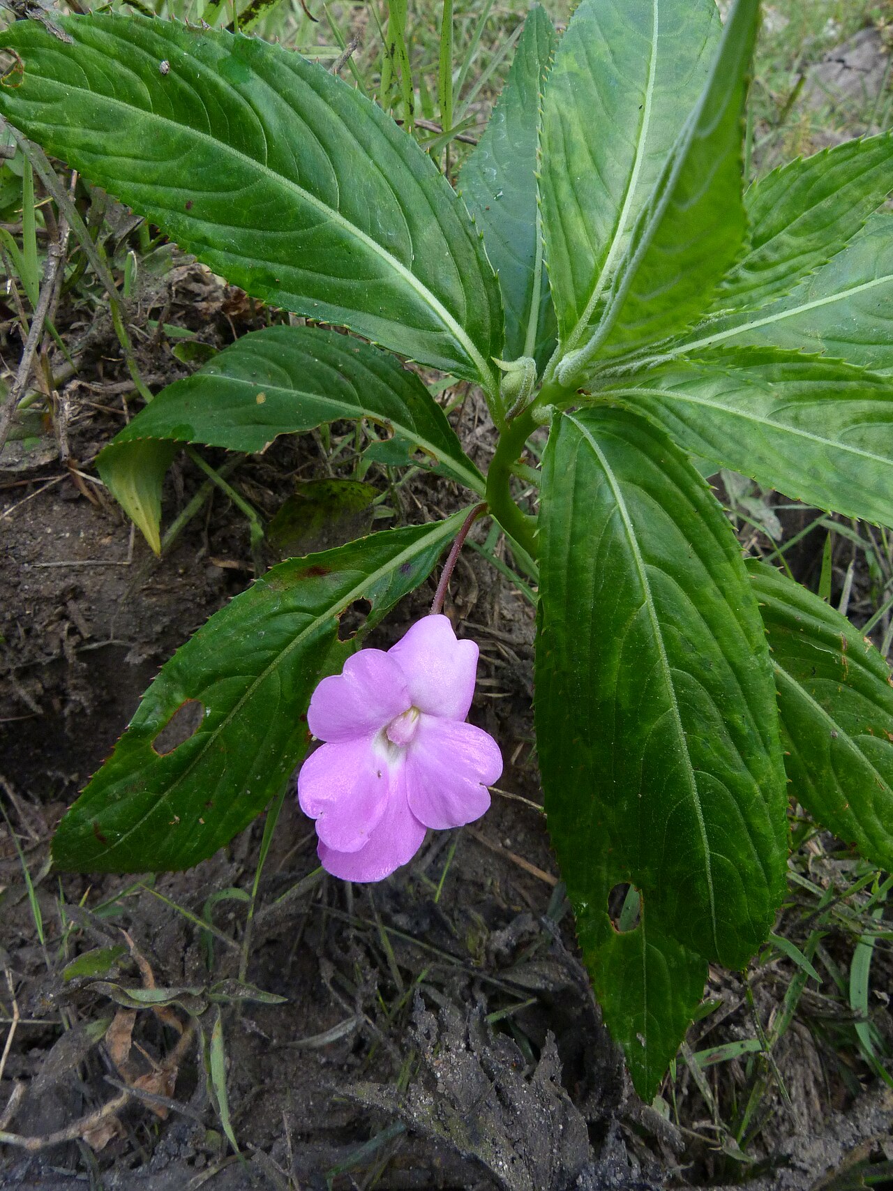 Impatiens irvingii: Impatiens irvingii at Mkuju River, Selous GR