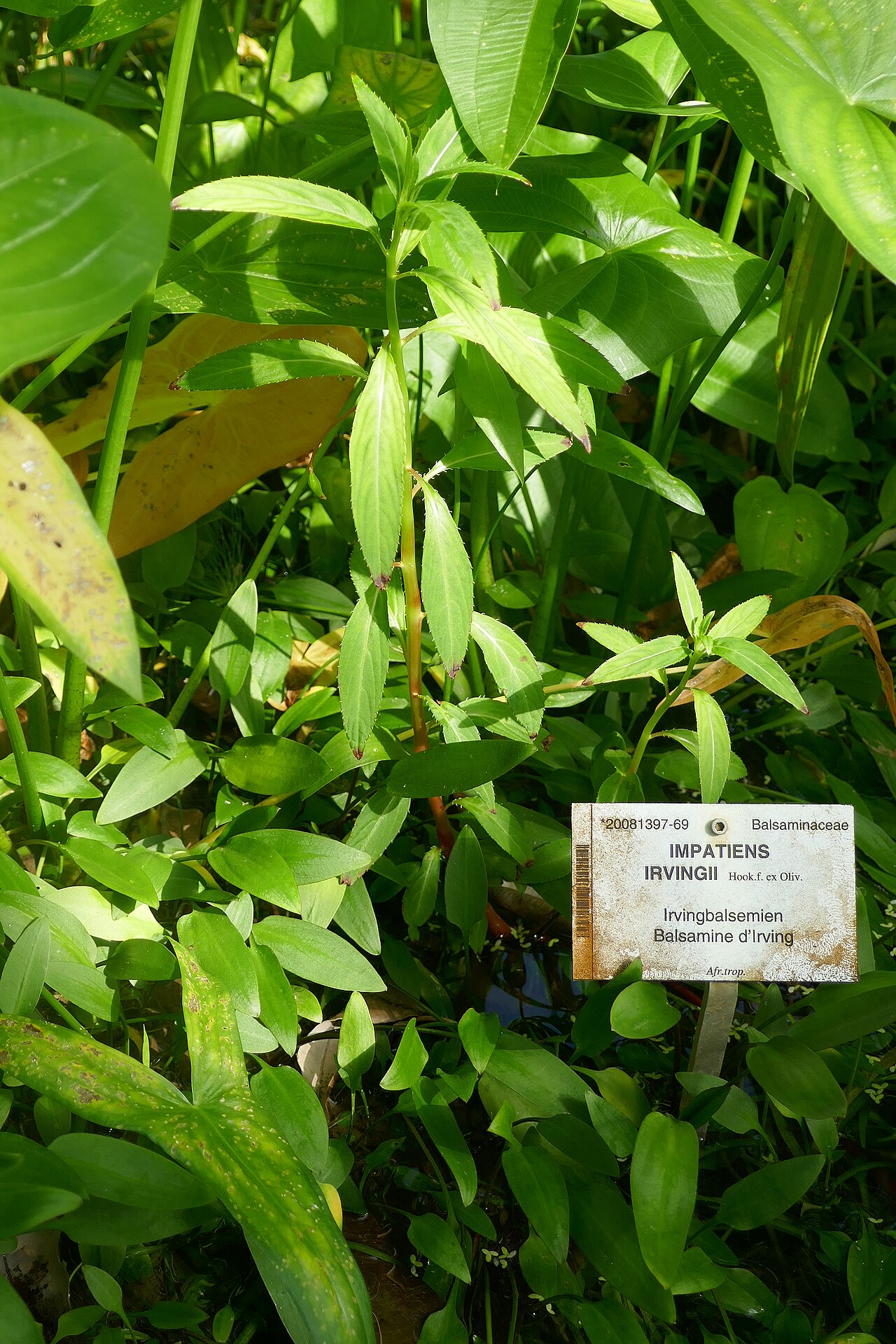 Impatiens irvingii: Impatiens irvingii Hook.f. ex. Oliv. nl : Irvingbalsemien fr : Balsamine d'Irving Afrique tropicale. Jardin botanique Meise (Belgique).