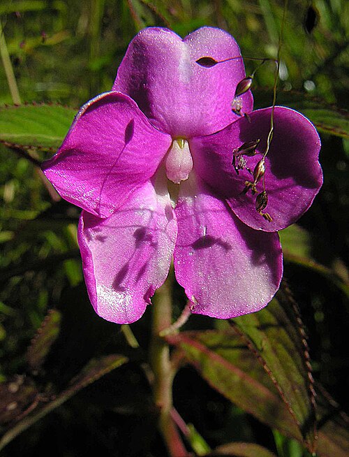 Impatiens irvingii: A species of marshy ground in tropical Africa, here near Liparamba, Tanzania. The leaves are edible and the plant is used in folk medicine Balsaminaceae