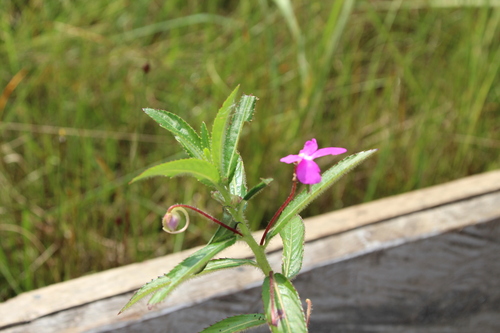 Impatiens irvingii (Impatiens irvingii)