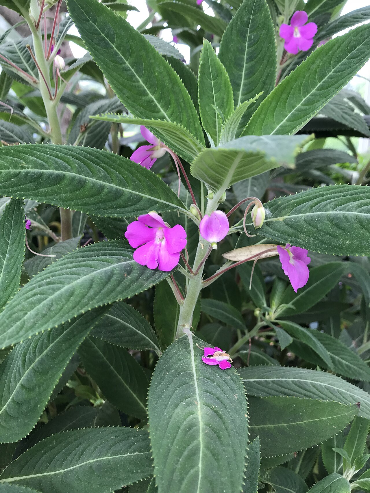 Impatiens irvingii: Impatiens irvingii at the New York Botanical Garden, Bronx, New York, USA