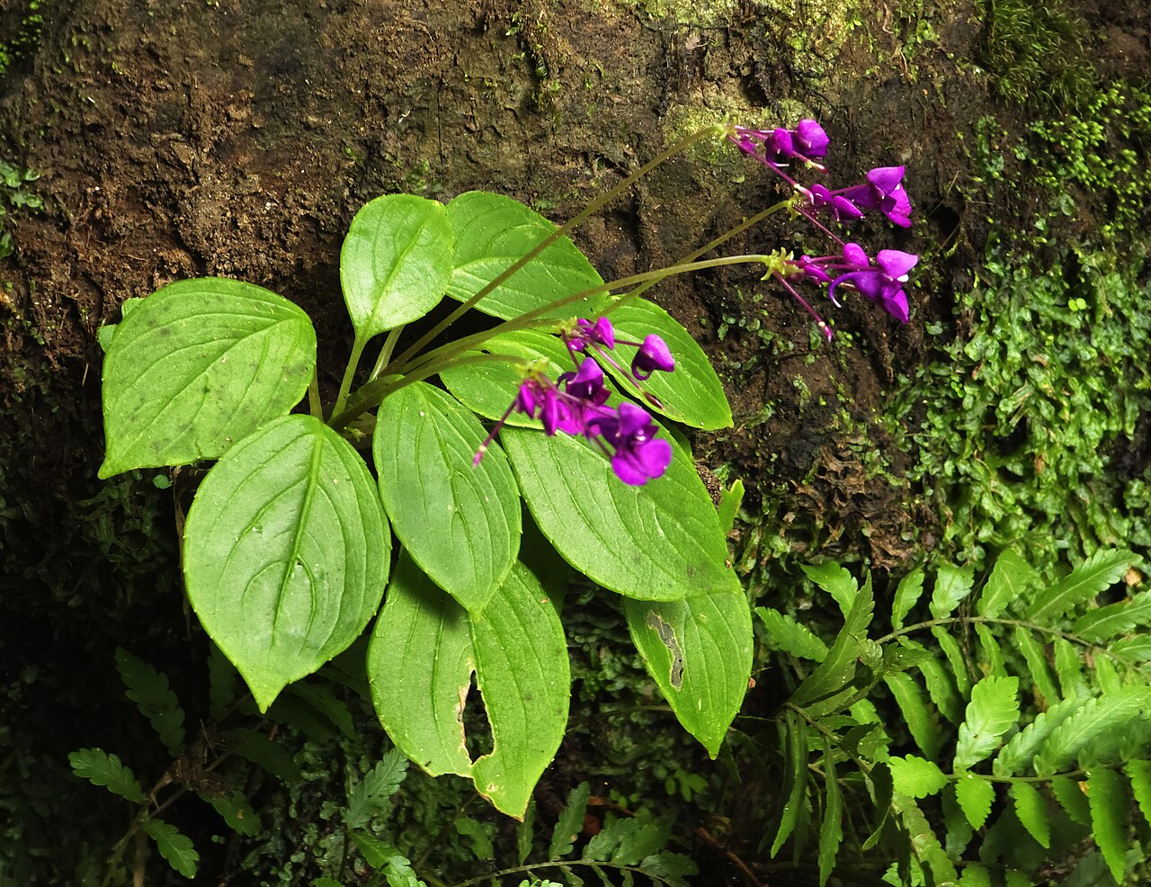 Impatiens janthina: Impatiens janthina is an endemic plant found in Sri Lanka