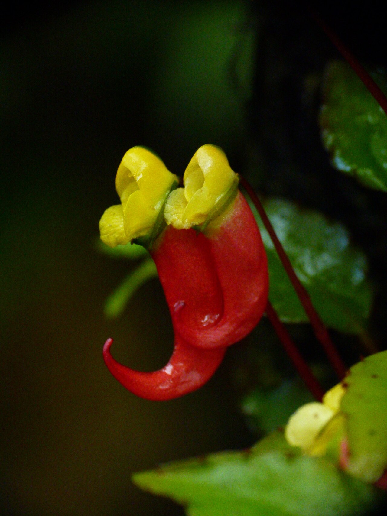Impatiens jerdoniae: Impatiens jerdoniae, Wynaad, India