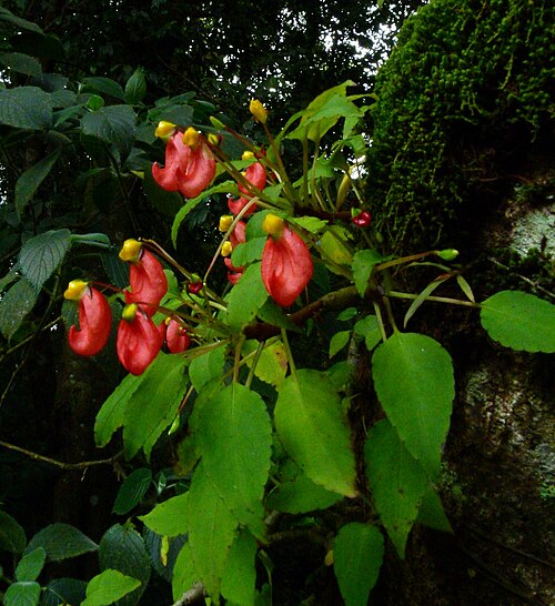 Impatiens jerdoniae: Impatiens jerdoniae in bloom (September 2014) in semi-cultivation, Wynaad