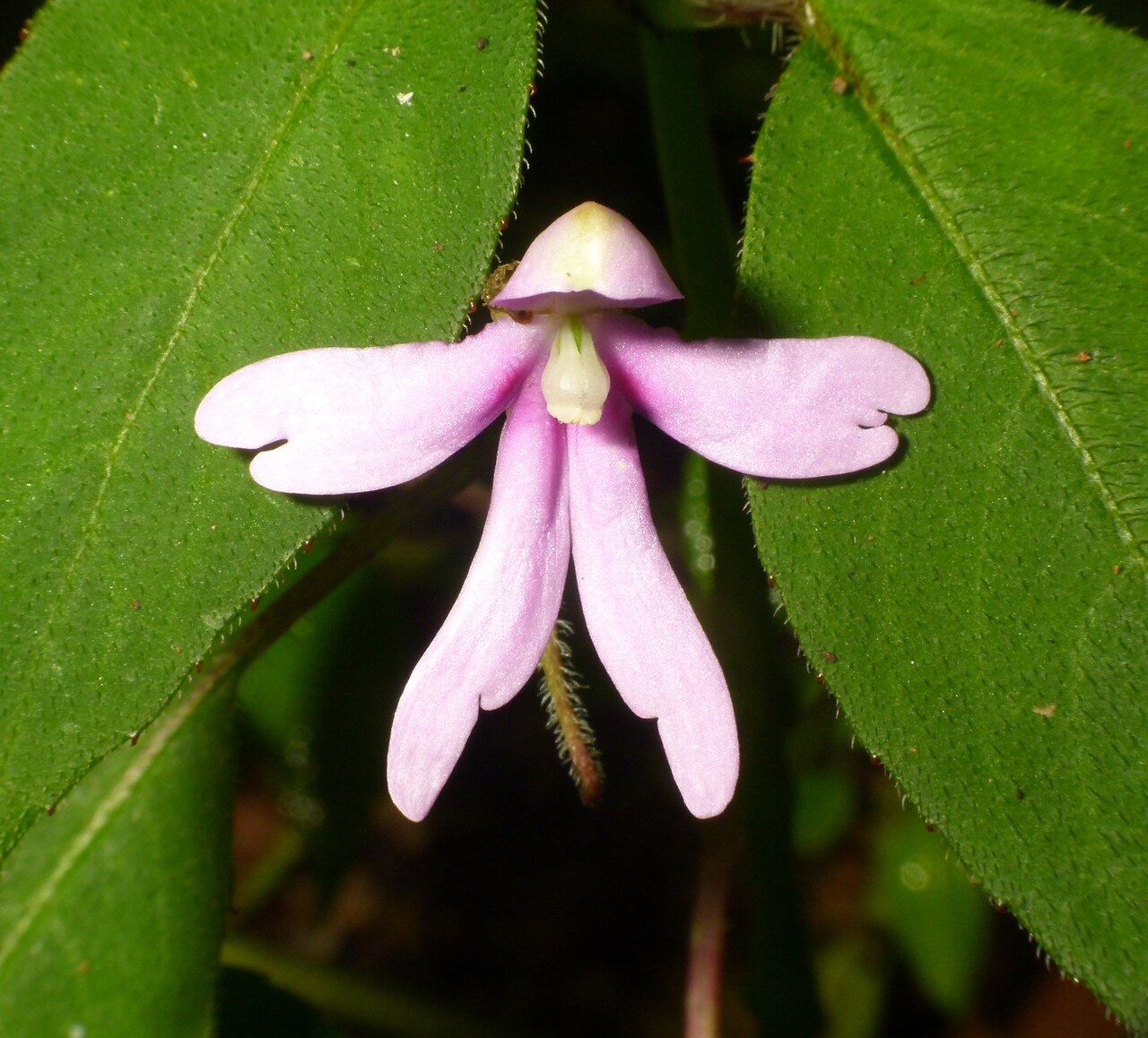 Impatiens johnii: Flower of Impatiens johnii