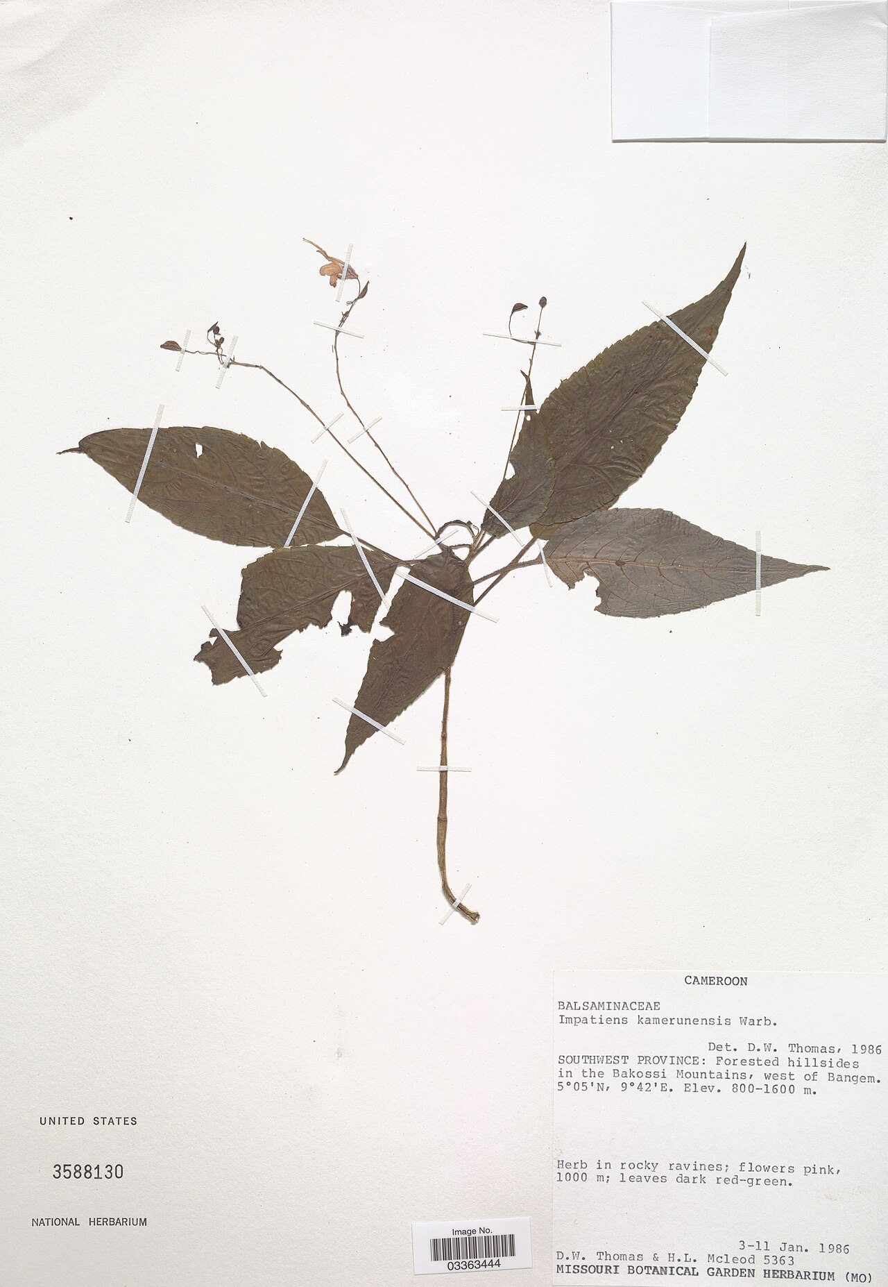 Impatiens kamerunensis: * Impatiens kamerunensis Warb. Object Details Record Last Modified 10 Jul 2019 Specimen Count 1 Collection Date 3 Jan 1986 to 11 Jan 1986 Barcode 03363444 USNM
